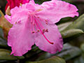 Rhododendron smirnowii IMG_5901_1 Różanecznik